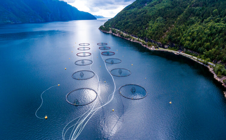 Supporting Global Standard Setting for Sustainable Aquaculture