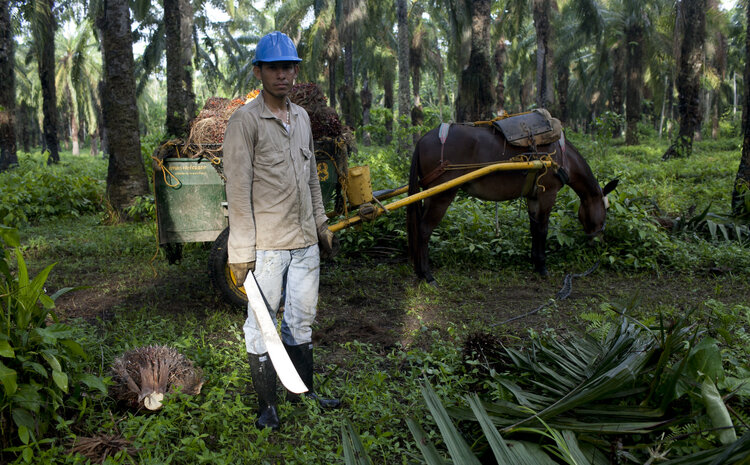 Human Rights, Land Disputes, and Problem-Solving in the Honduras & Guatemala Palm Oil Sectors