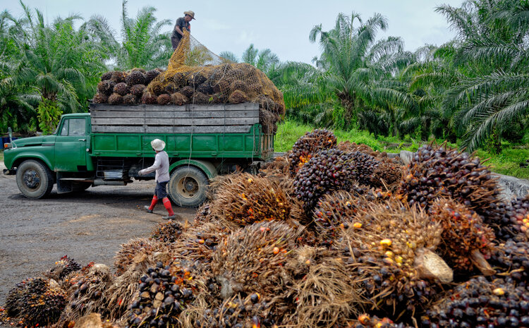 The Toughest Cases: Human Rights, Land Disputes and Palm Oil in Honduras