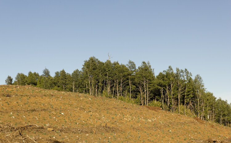 Lessons from a Chilean Forestry Mediation