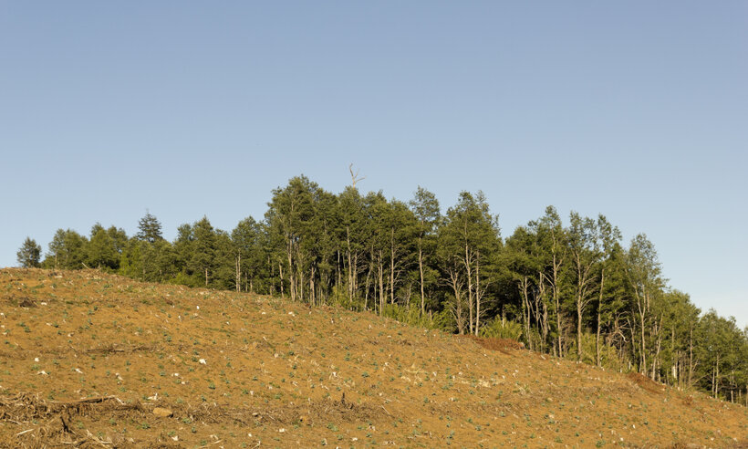 Lessons from a Chilean Forestry Mediation