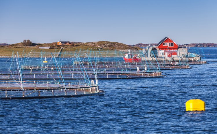 Facilitating Global Standards for Aquaculture