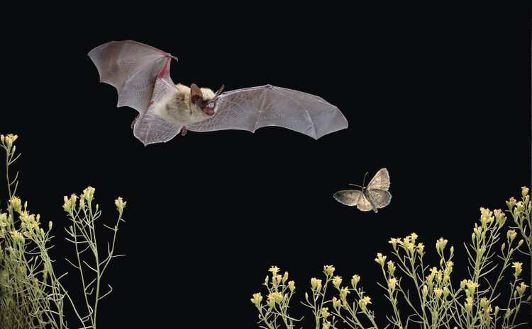 Creating a National Bat Monitoring Program