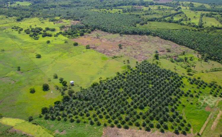 Honing World Wildlife Fund's Forest Strategies