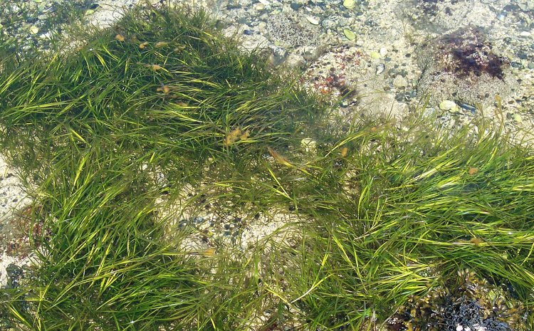 Restoring Eelgrass in the Mid-Atlantic