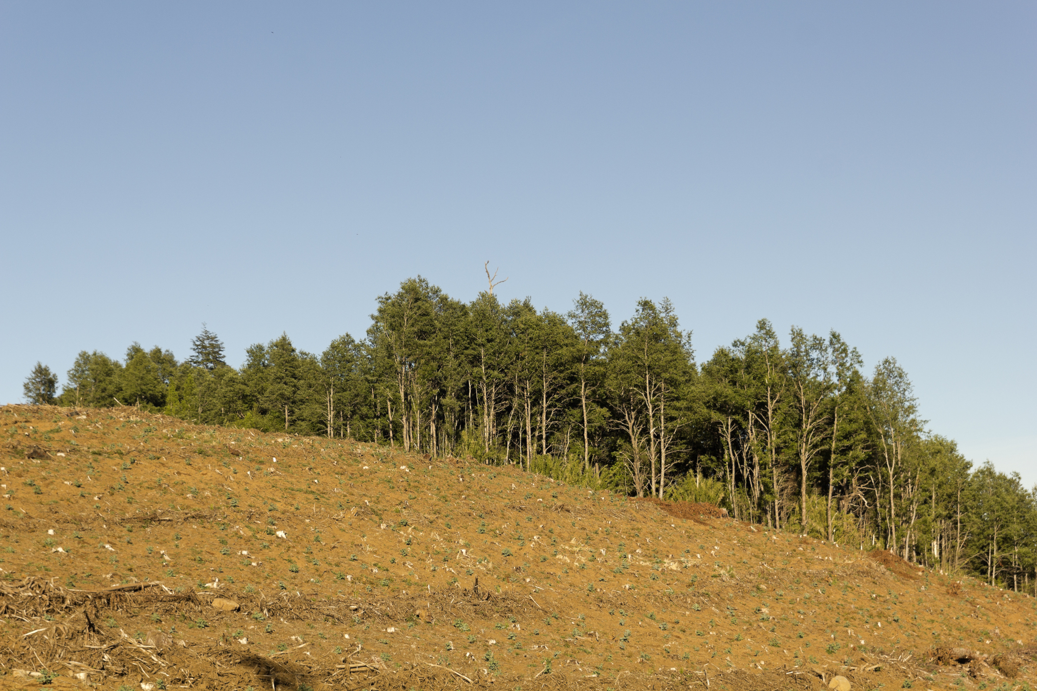 Lessons from a Chilean Forestry Mediation