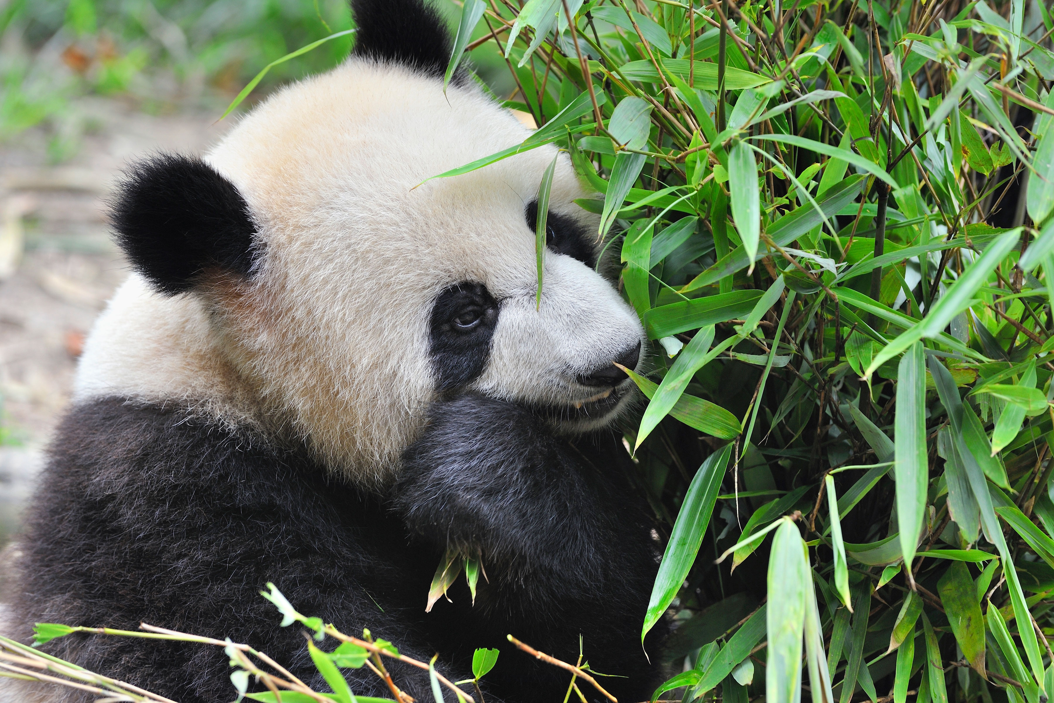 Helping WWF Drive Conservation Impact Through Collaboration