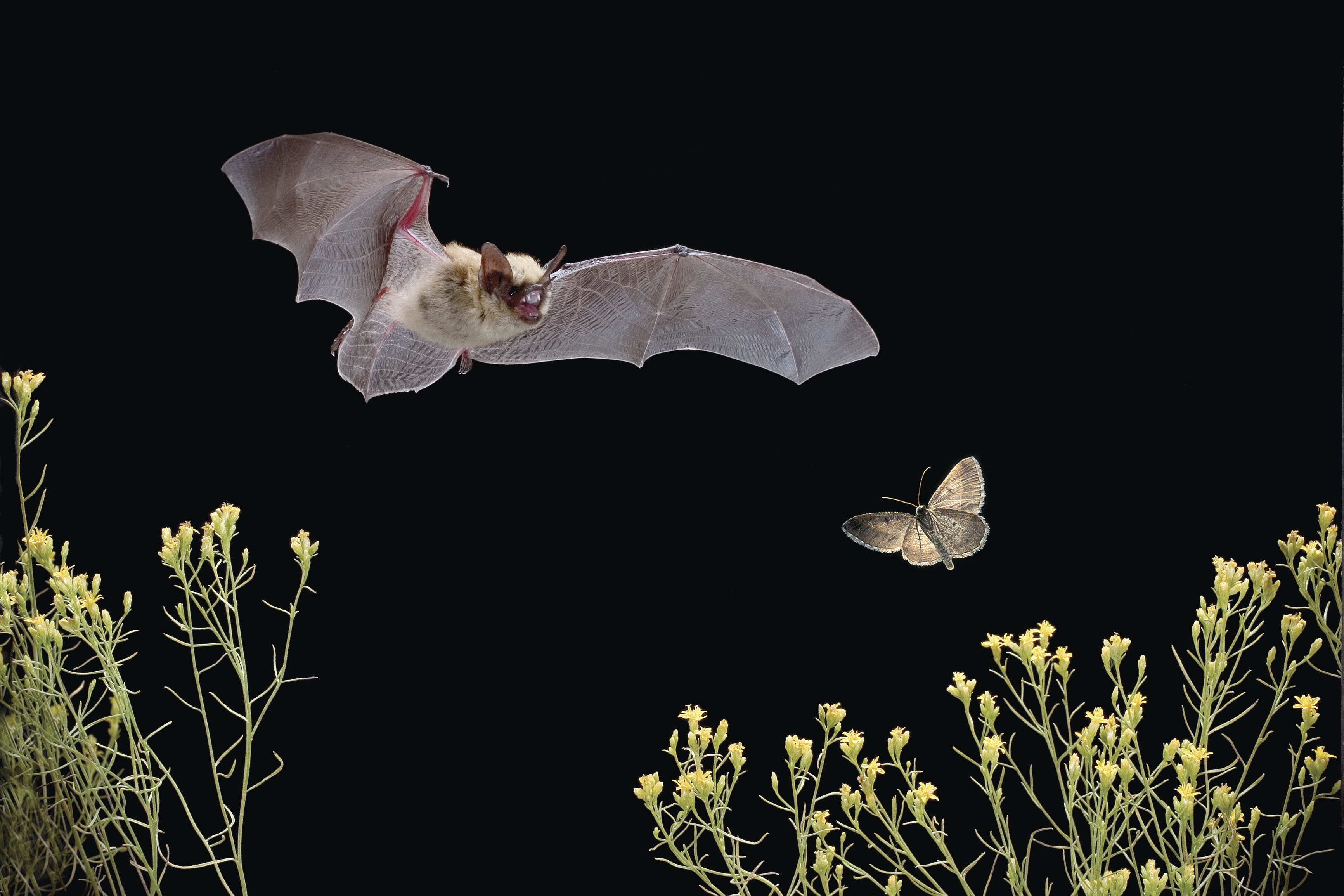 Creating a National Bat Monitoring Program